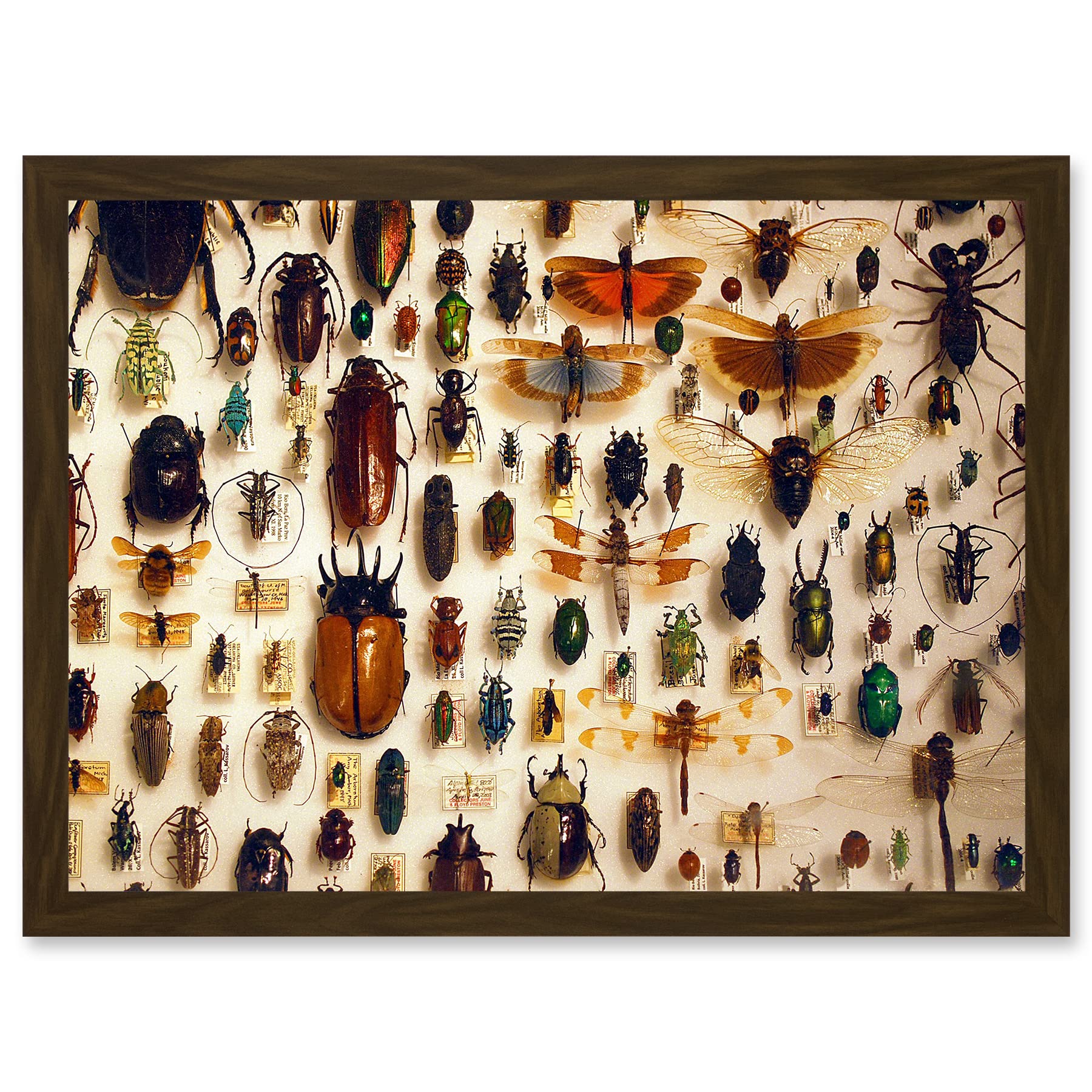Artery8 Nature Photo Taxidermy Varied Insect Collection Cabinet Artwork Framed Wall Art Print A4