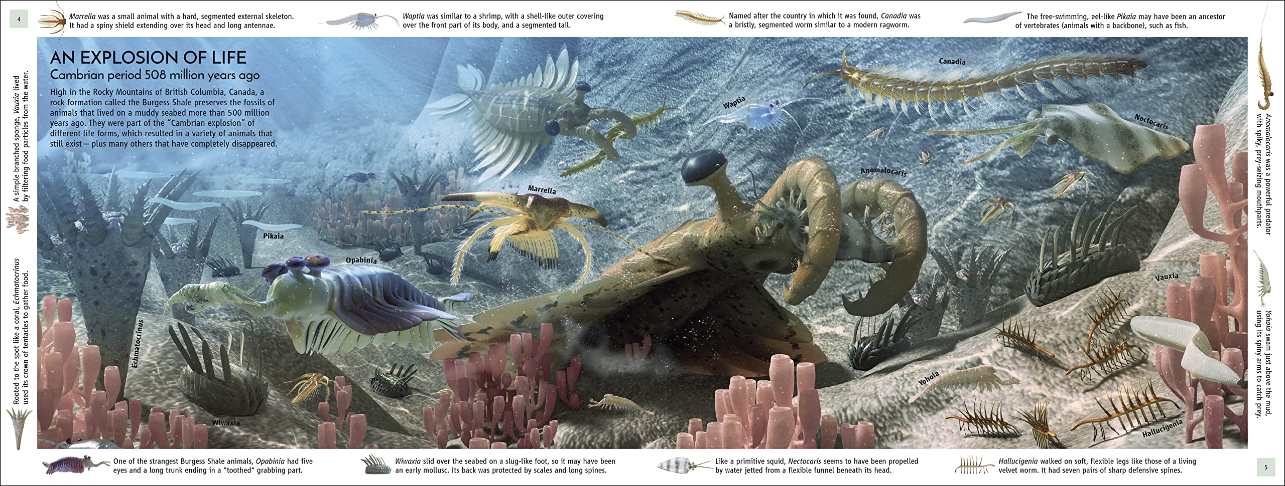 Life Through Time: The 700-Million-Year Story of Life on Earth