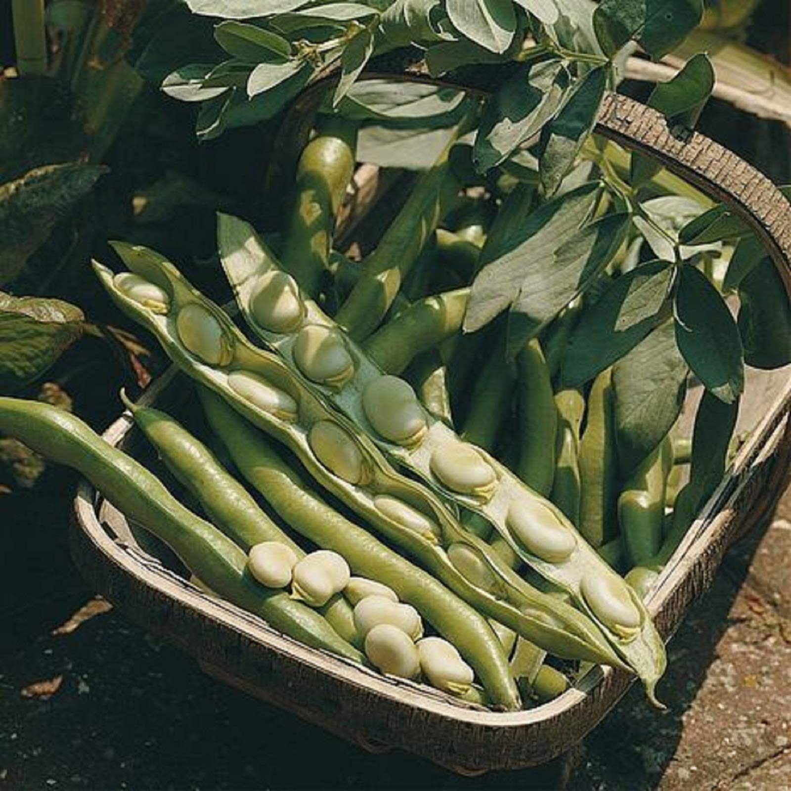 Broad Bean Bunyards Exhibition Vegetables UK Supplier HA (500g)