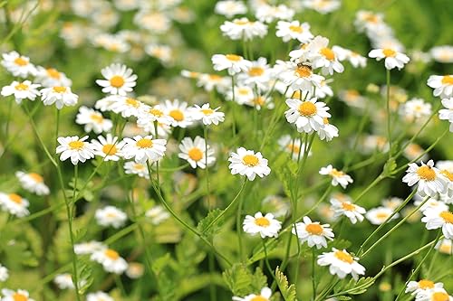 Miniatura 4 de Earthcare Seeds Pyrethrum Daisy 50 semillas crisantemo - tanacetum cinerariifolium Heirloom - Polinización abierta - Sin OMG - Semillas sin tratar
