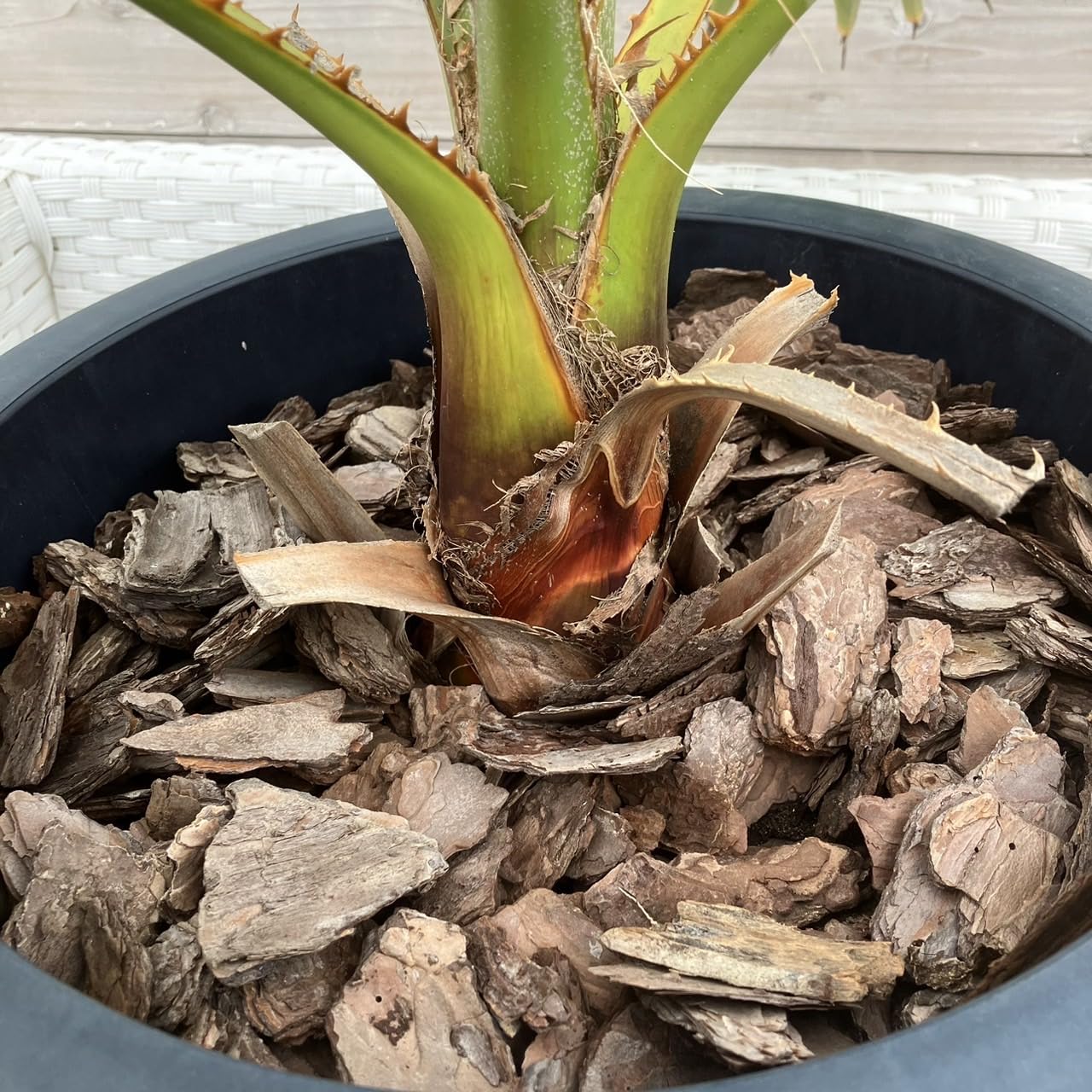 Amazon｜［20鉢限定］【10号鉢】ワシントンヤシ Washingtonia filifera 