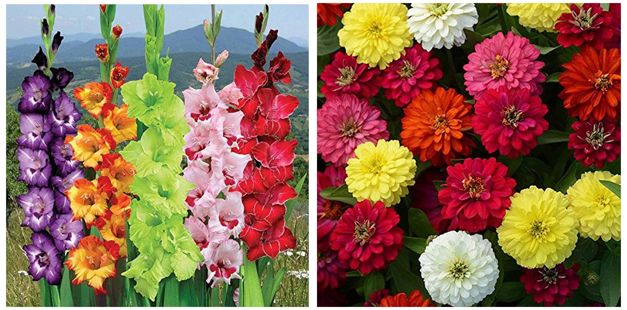 Kraft Seeds Zinnia Mixed Flower Desi Seeds Summer Variety Special (Multicolour) & Gate Garden Gladiolus Mix Flower Bulbs (Multicolour, Pack of 5) (B09SG7R295) Amazon Price History, Amazon Price Tracker