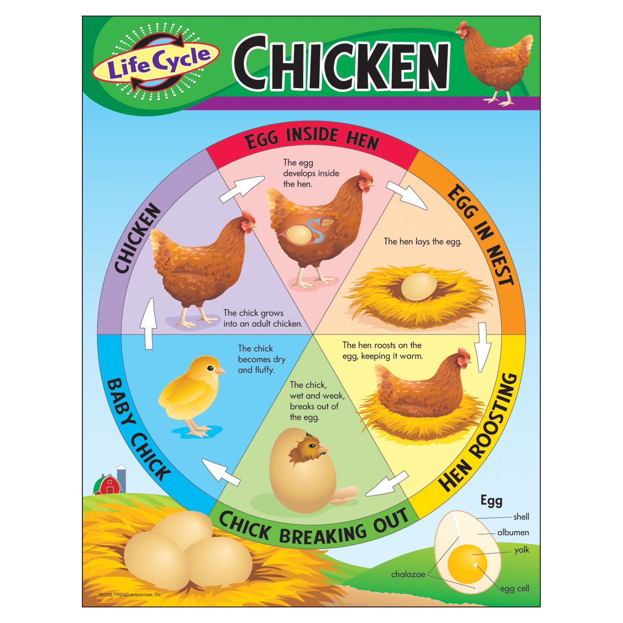 TREND enterprises, Inc. Life Cycle of a Chicken Learning Chart, 17" x 22"