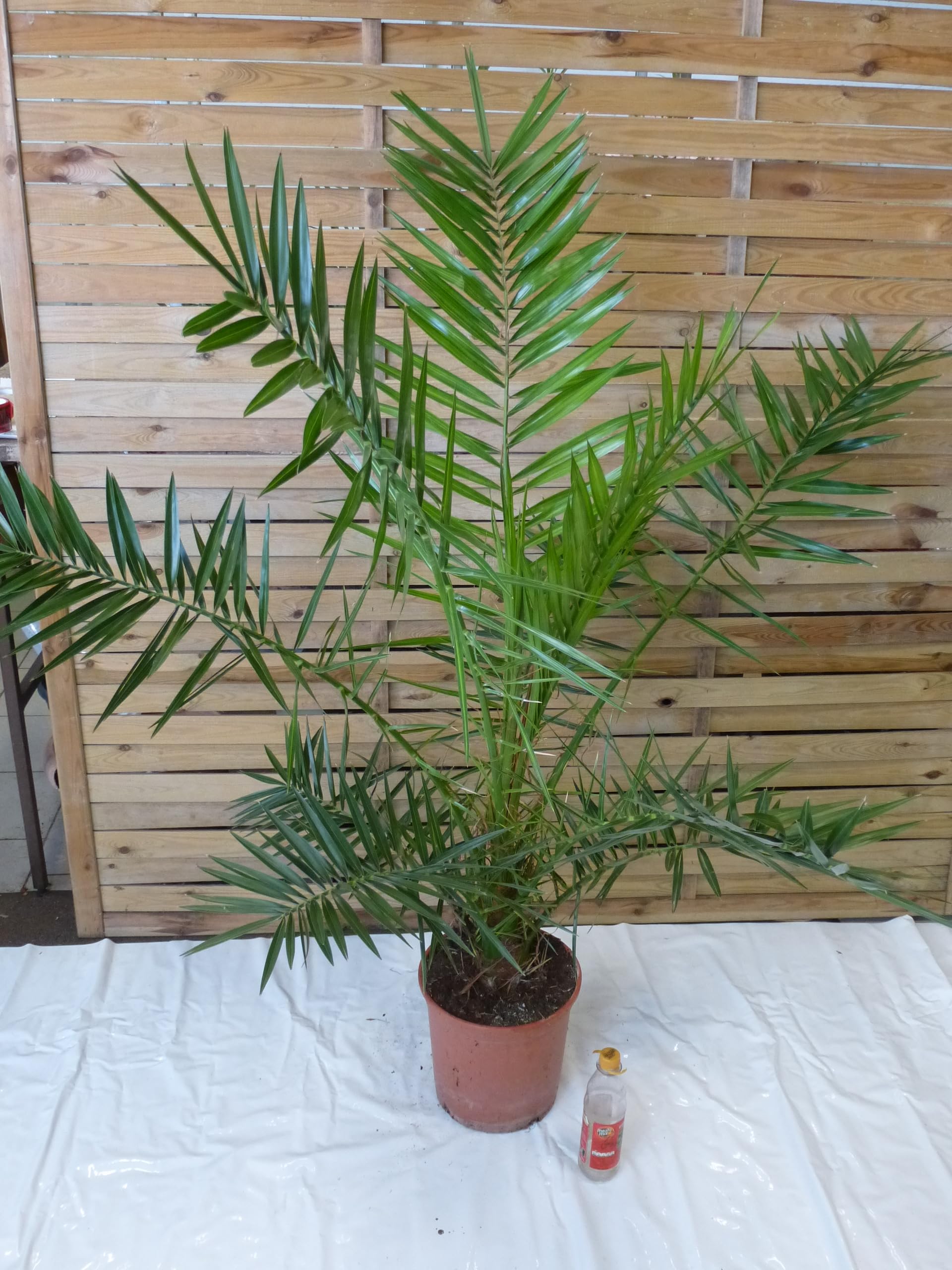 [Palmenlager] XL Phoenix canariensis -kanarische Dattelpalme - 160 cm - kräftiger Stamm // Indoor & Outdoor Palme