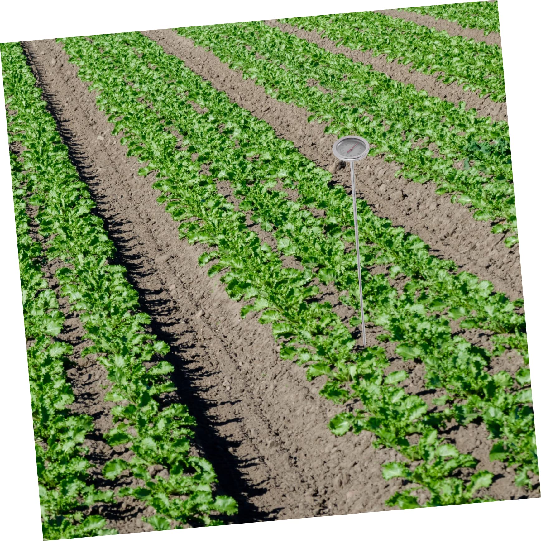 YARNOW 2 Pz Termometro Per Compost Termometro Per Suolo Per Compost a Stelo Lungo Giardinaggio Controllore Della Temperatura Esterna Terreno Di Vermi Pianta Acciaio Inossidabile Induzione