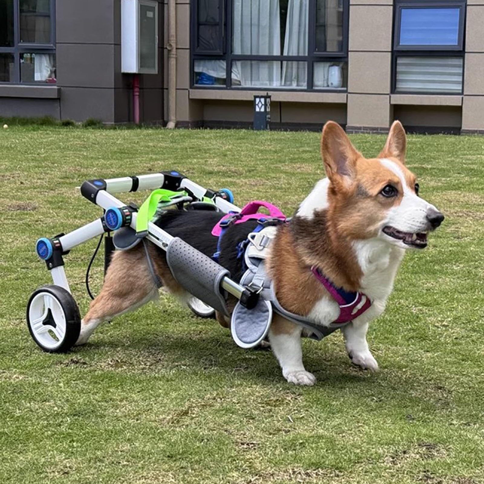 Fauteuil roulant pour pattes arrières Corgi lors des balades en forêt