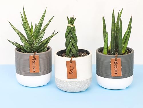 Vista 30 de Plants for Pets - Set de plantas suculentas vivas en macetas (paquete de 3), plantas suculentas de cactus vivas, plantas de interior, regalos