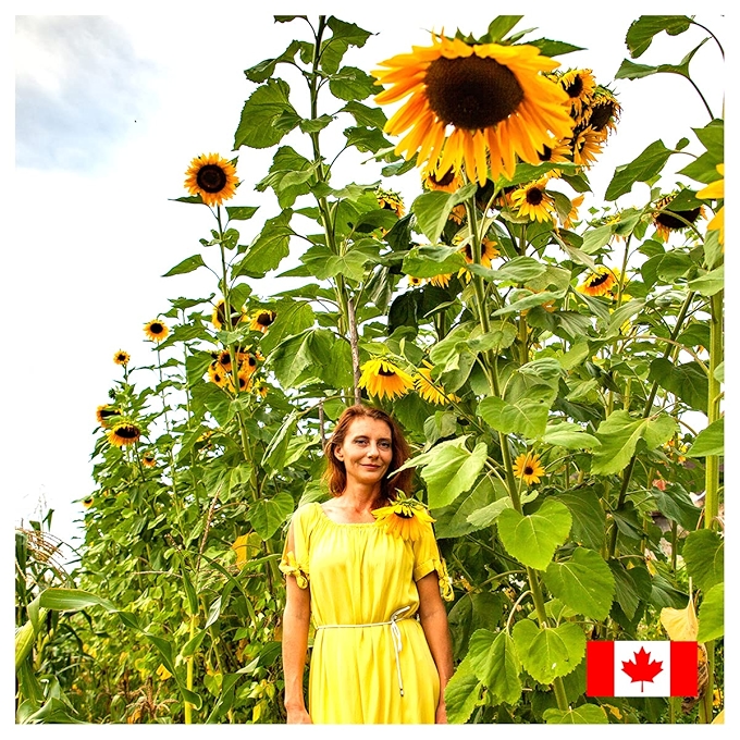 巨型猛犸向日葵种子