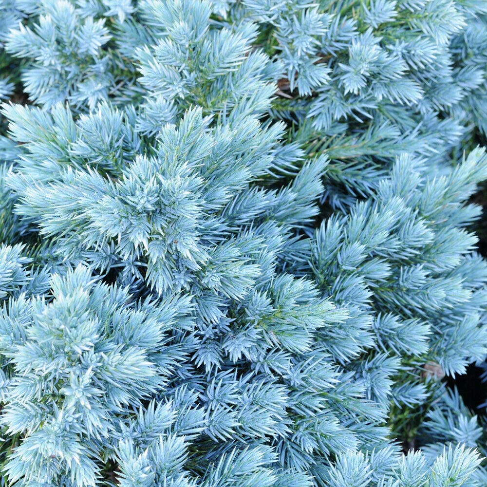 Potted Hardy Garden Plant Juniper, Evergreen Compact Conifer, Year Round Interest, Low Maintenance, 1 x Juniperus Chinensis Blaauw Plant in a 3 Litre Pot by Thompson & Morgan (1)
