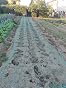 LINSOCLE Filet Anti-Oiseaux 10m X 4m - Protection Robuste Pour Arbres Fruitiers Et Potager