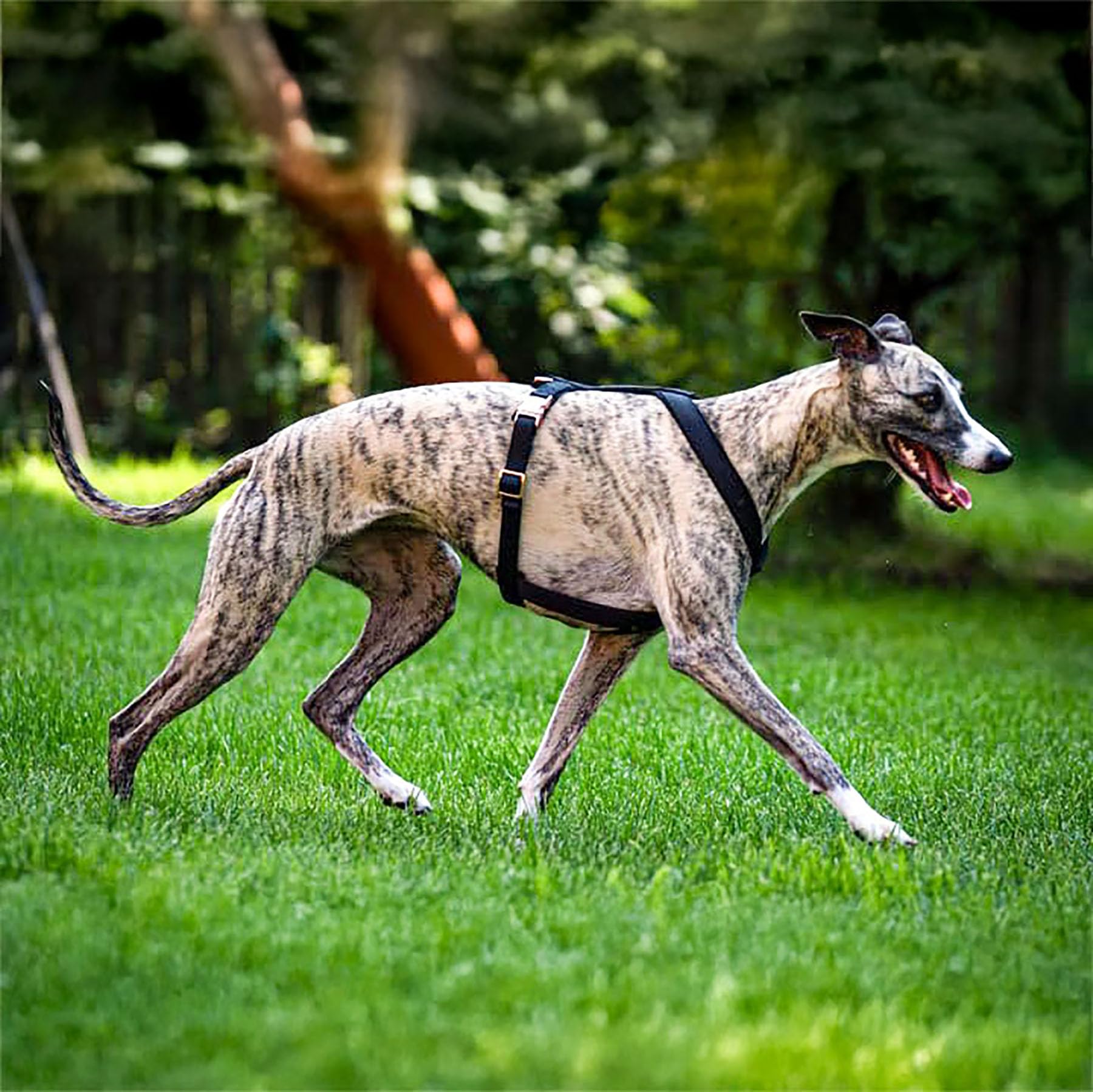 EDEL&SCHNELL Windhundgeschirr schwarz Größe S verstellbares Whippet Geschirr aus bequemen Webband mit Schnallen in Rosegold Hundegeschirr kleine Hunde
