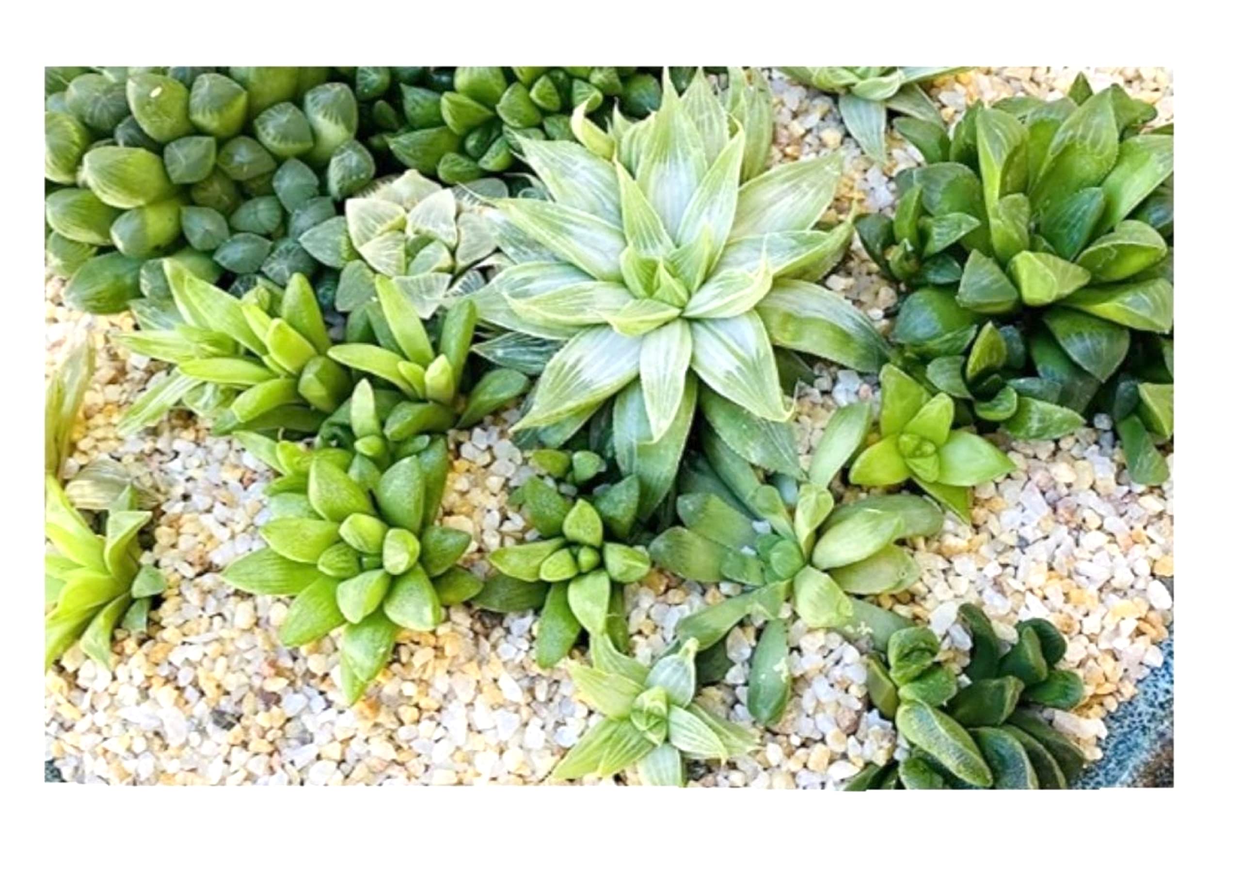 KENBIR Natural Coarse Gravel Sand Quartz 3KG for Decorative Aquariums, Bonsai Cacti Succulent and Carnivorous Plant Mix 3