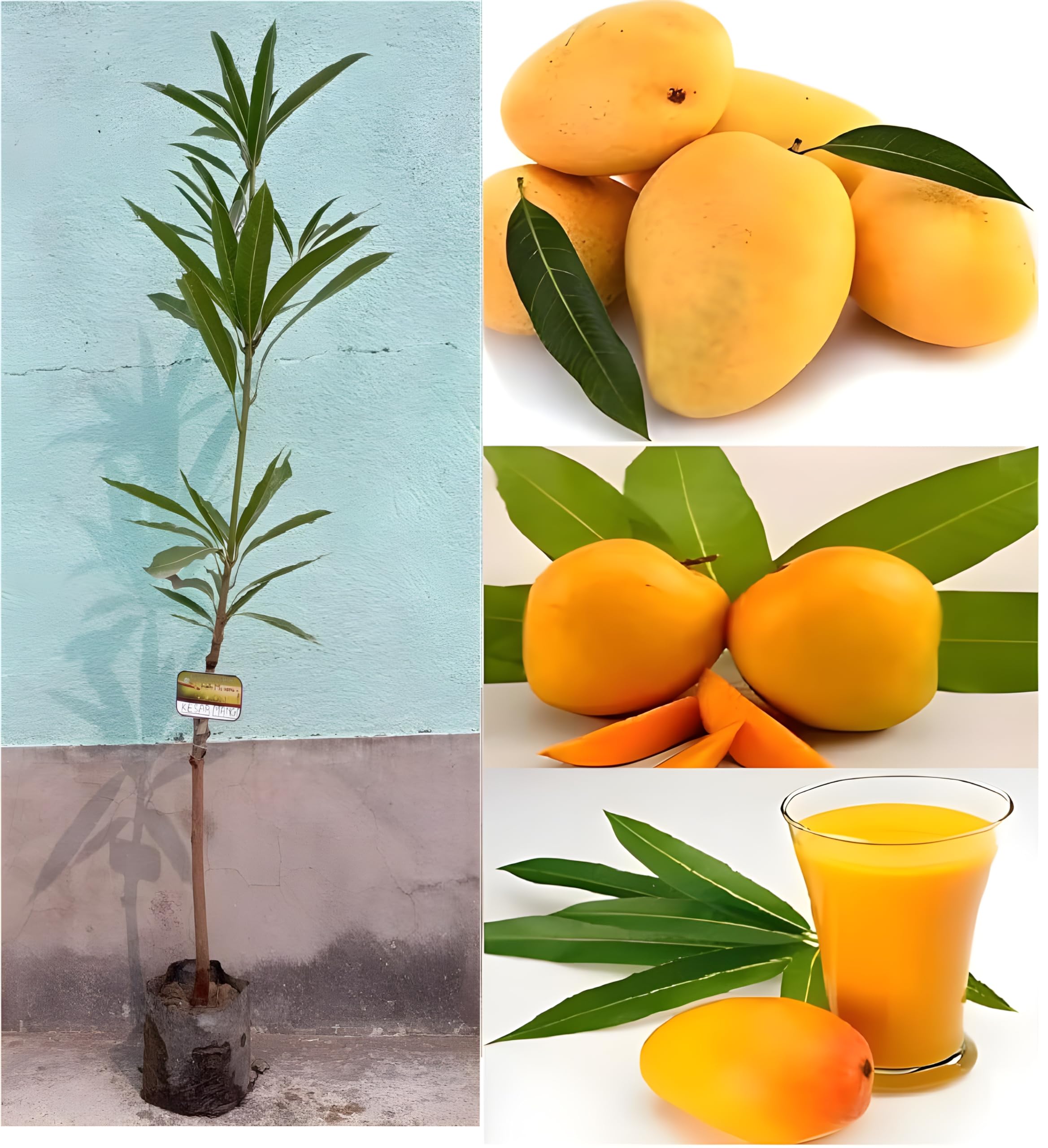 See full amazon price history chart for Green view Plants Mango Kesar plant (Grafted)- Fruit Plants & Tree outdoor Green view Plants Mango Kesar plant (Grafted)- Fruit Plants & Tree outdoor (B09JJYT92G) Amazon Price History, Amazon Price Tracker