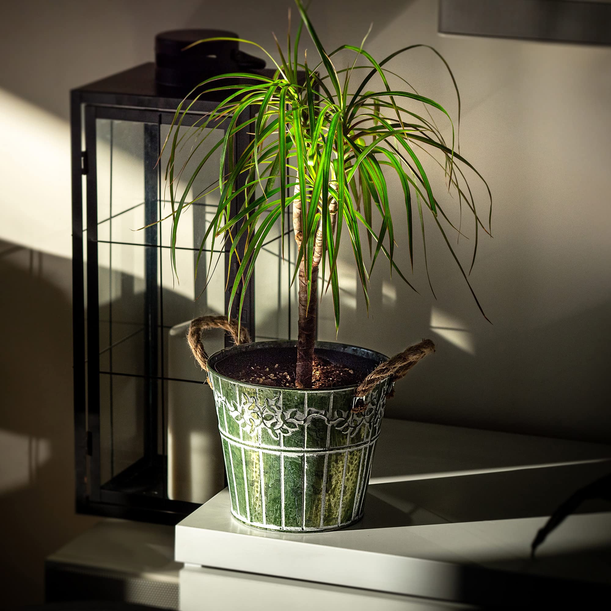 KADAX Maceta De Interior Para Orquídeas, Flores, Plantas, Alféizar De Ventana, Macetero Para Orquídeas, Maceta De Plástico, Moderna Maceta Para Flores (23,5 X 12 Cm, Gris