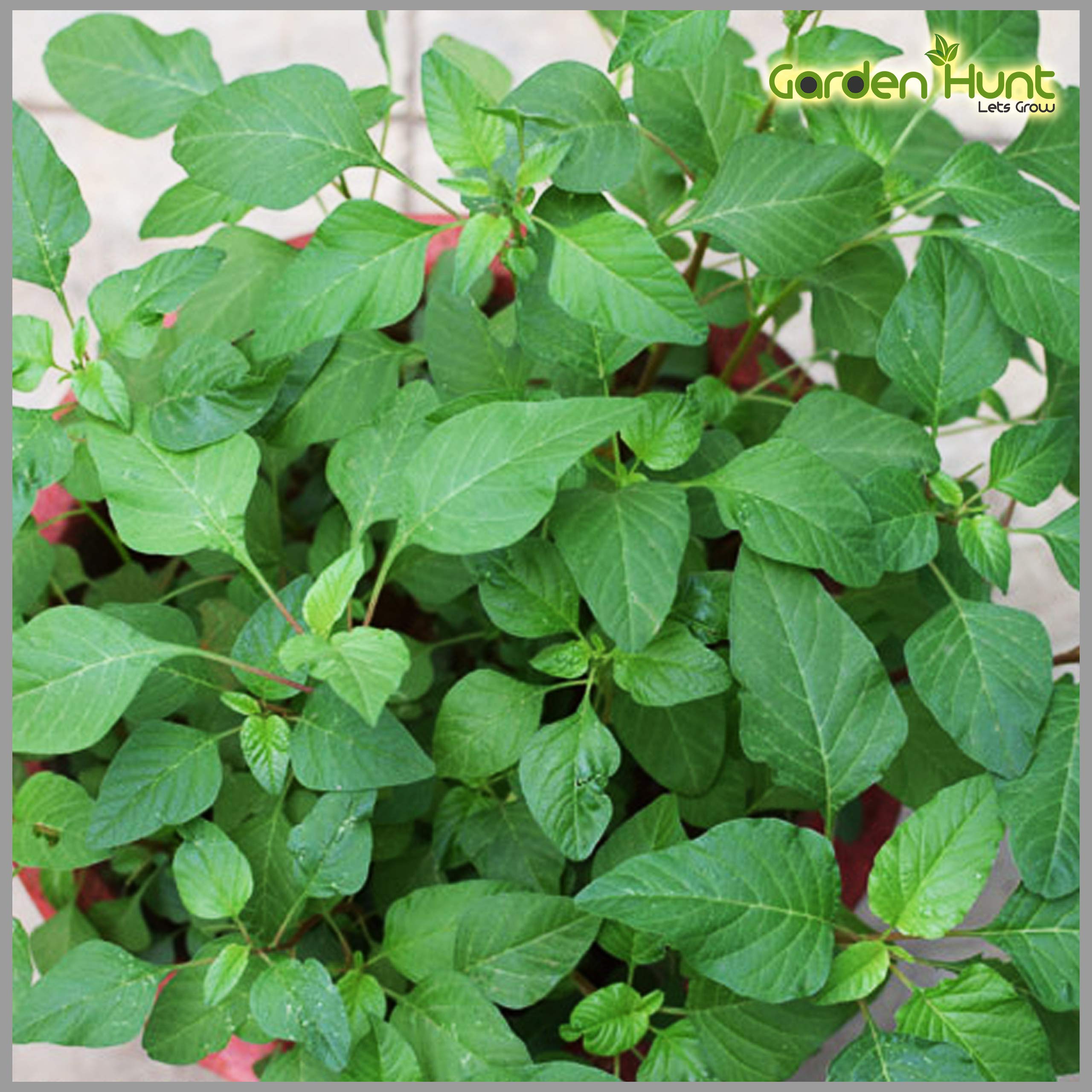 Gardenhunt Arai Keerai Seeds (Amaranthus Small) (Pack Of 2500+ Seeds) (B087PDX4MB) Amazon Price History, Amazon Price Tracker