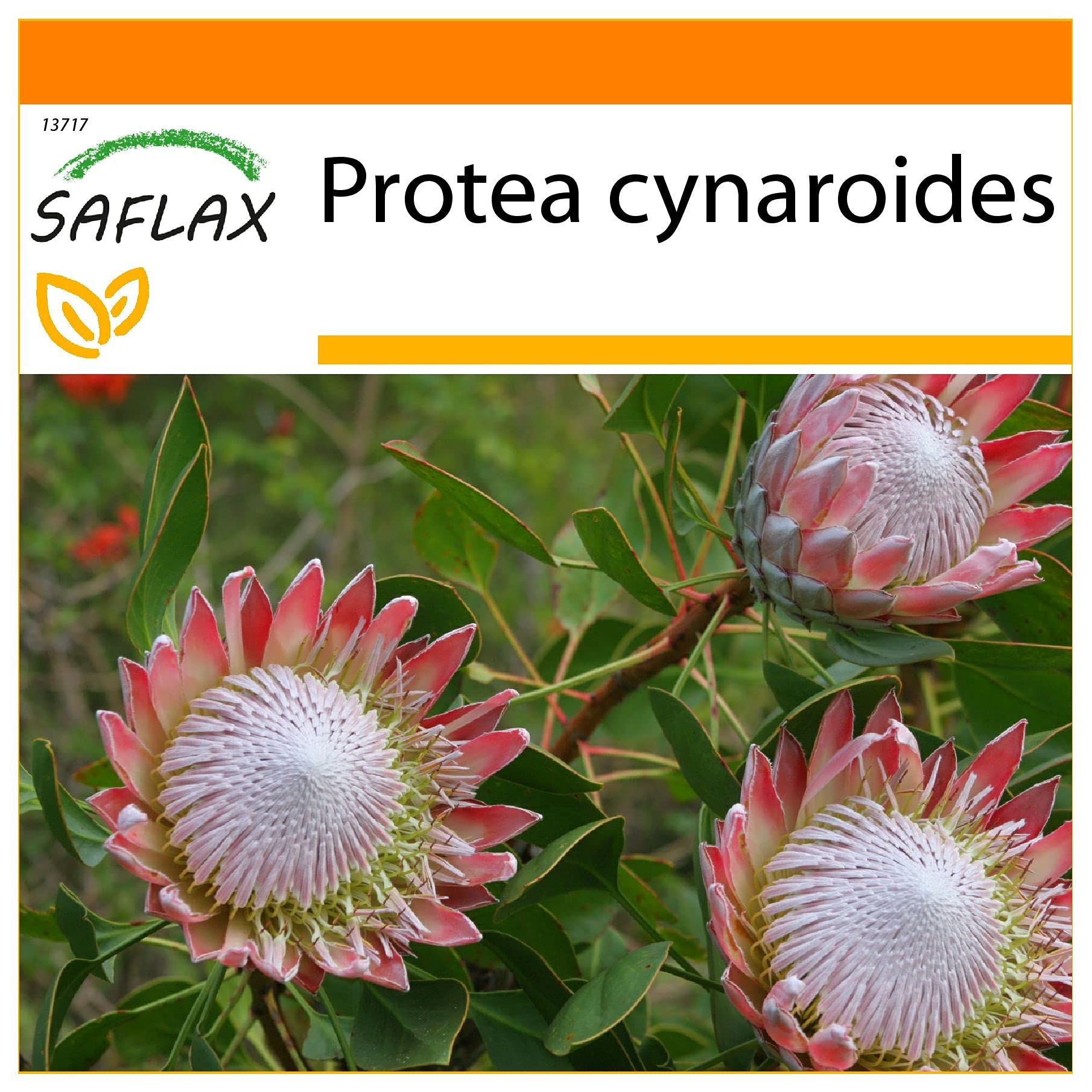 SAFLAX - Garden in The Bag - Giant King Protea - 5 Seeds - Protea cynaroides
