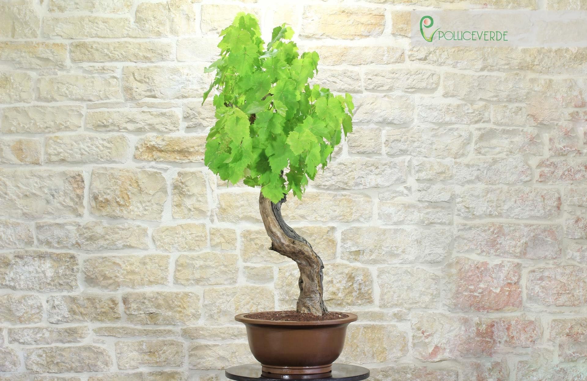 Bonsai di Vite (60)