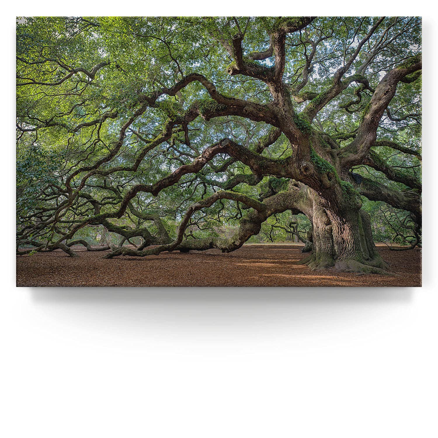 BilderKing Wandbild Baum Alte Eiche - 150cm x 100cm Leinwand auf 4cm Keilrahmen