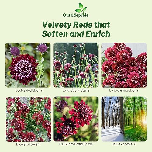 Miniatura 10 de Outsidepride Anual Scabiosa Night & Day - Mezcla de flores cortadas para jardín, para arreglos, secado y prensado, 200 semillas