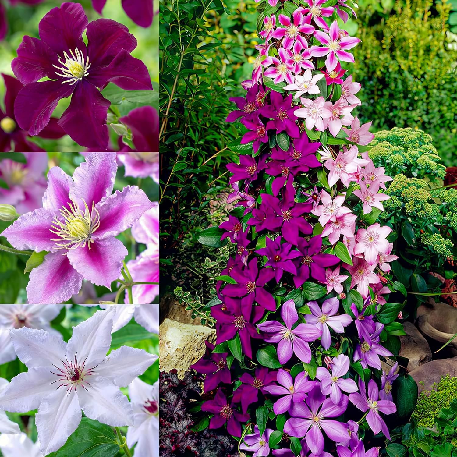 Variedades De Clemátide Morada Clematis En Home Depot: Explorando Las