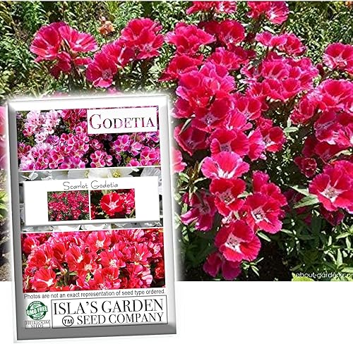 Semillas de flores Scarlet Godetia Más de 1500 semillas de flores altas cortadas por paquete, semillas de jardín de Isla, semillas sin OMG y