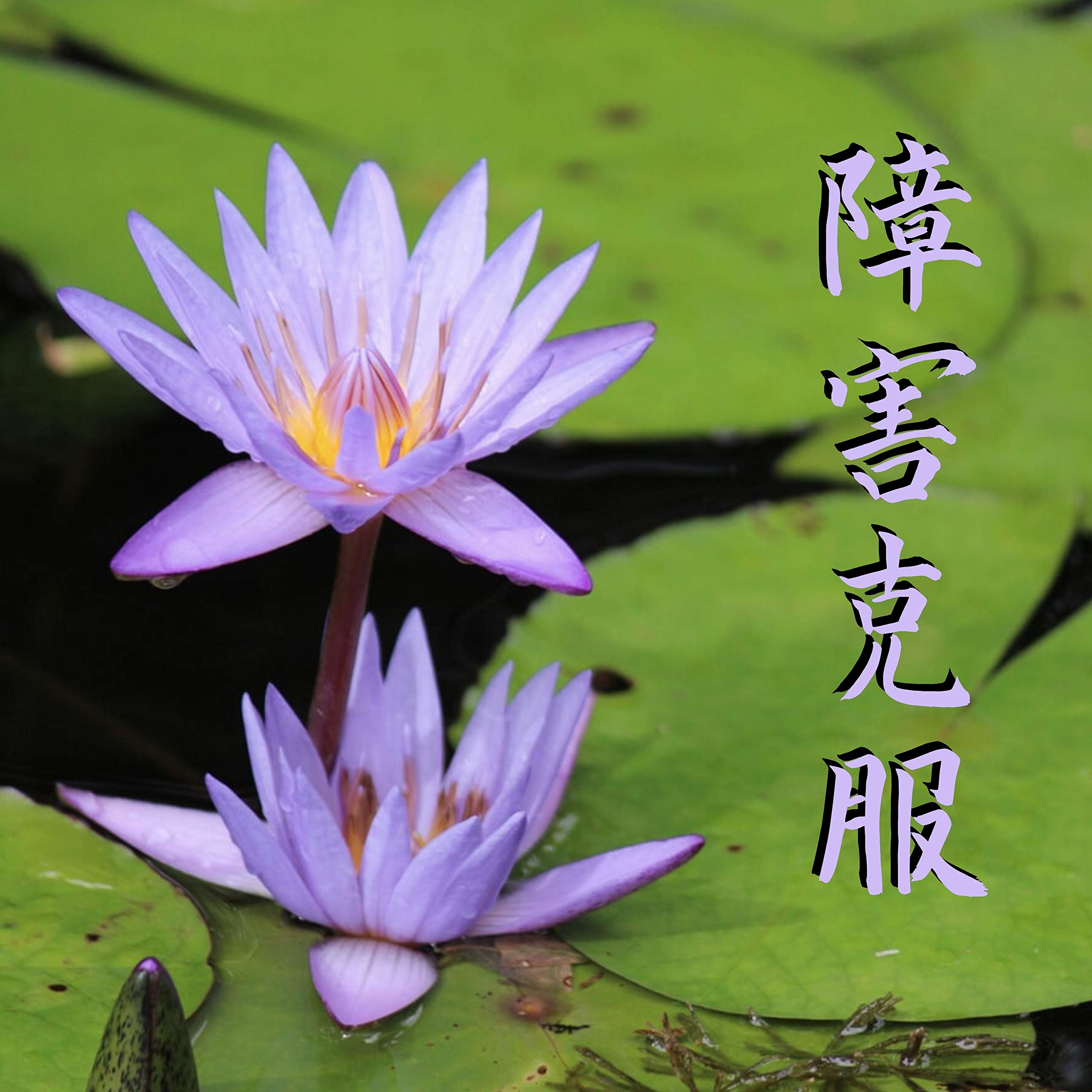 尺八 フルート Sakano