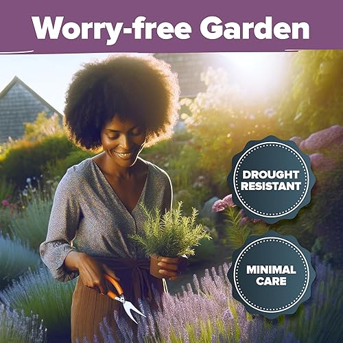 Miniatura 7 de HOME GROWN Juego de semillas de lavanda inglesa, paquete de 3, más de 4300 semillas de hierbas no transgénicas, semillas de flores silvestres de