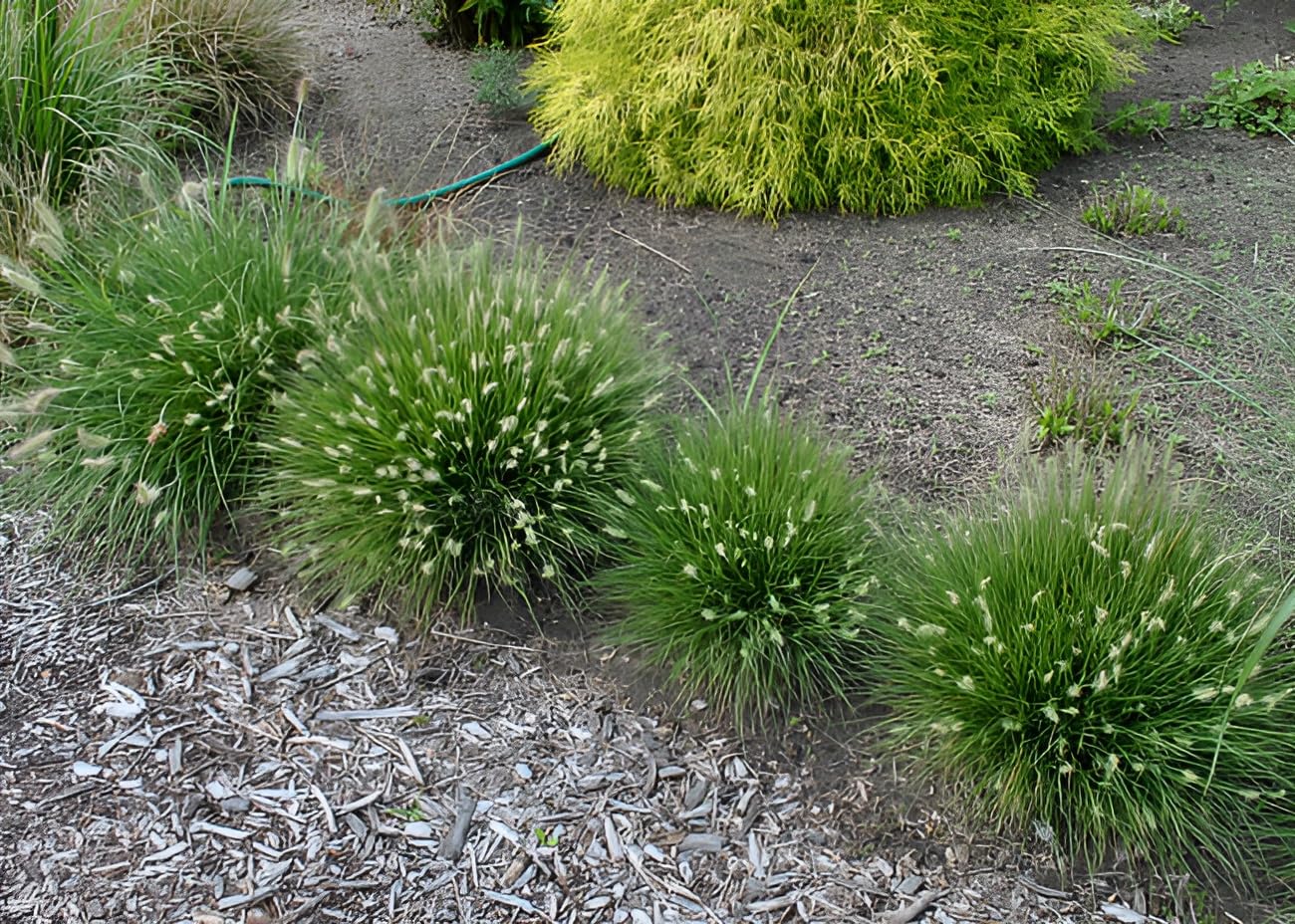 Stauden Gänge 10 x Pennisetum alopecuroides 'Little Bunny' winterhart | Niedriges Ziergras für Sonne, Blüte August bis Oktober, mehrjährig, 1 L Topf (11x11 cm)