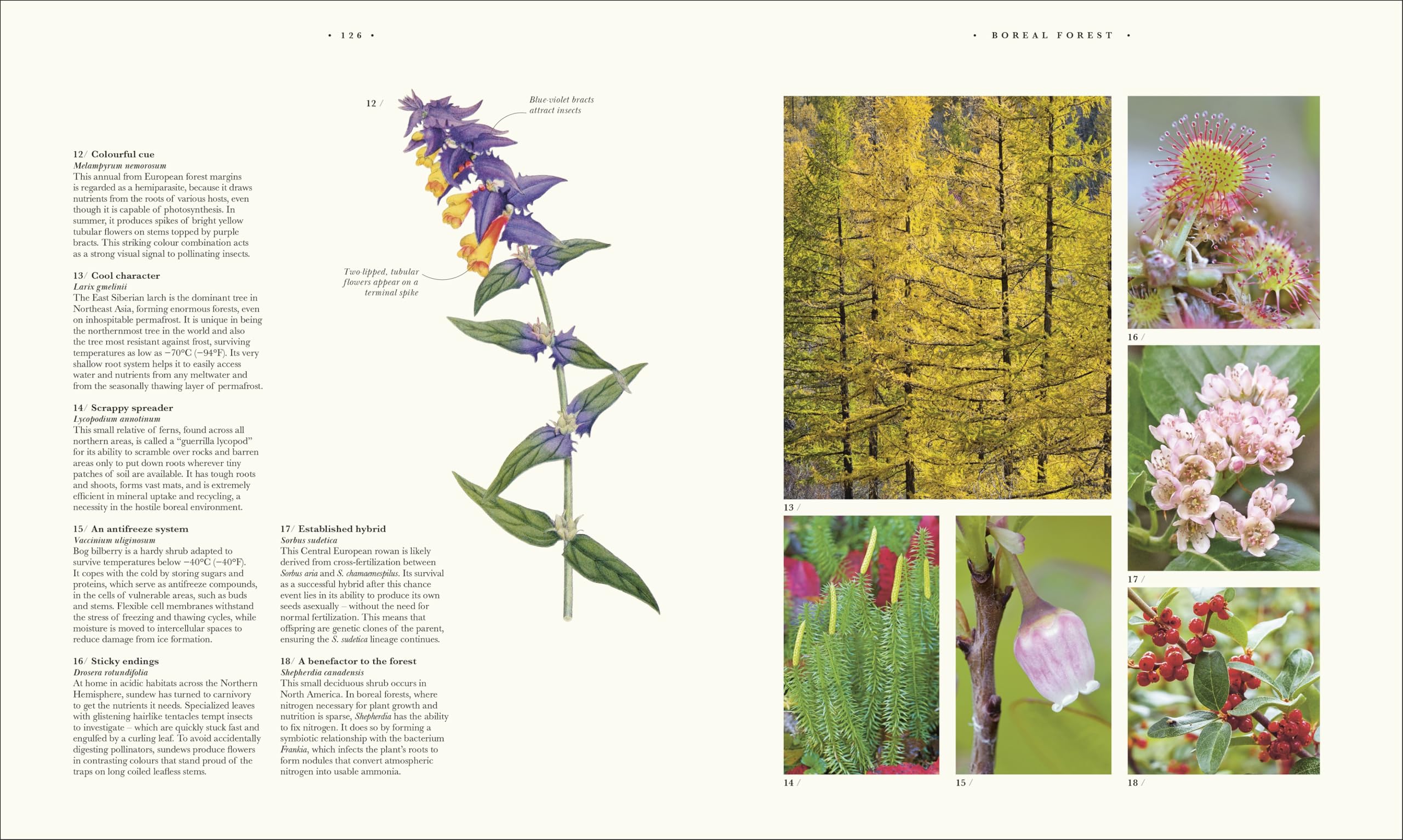Atlas of Botany: An Exploration of Plants Across Time and Around the World