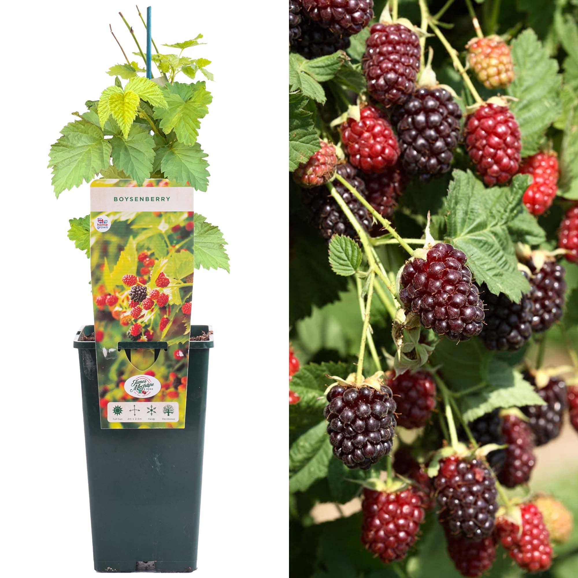 Boysenberry - Rubus Ursinus x idaeus | Hybrid Fruit Plant Bush | 30-50cm Potted