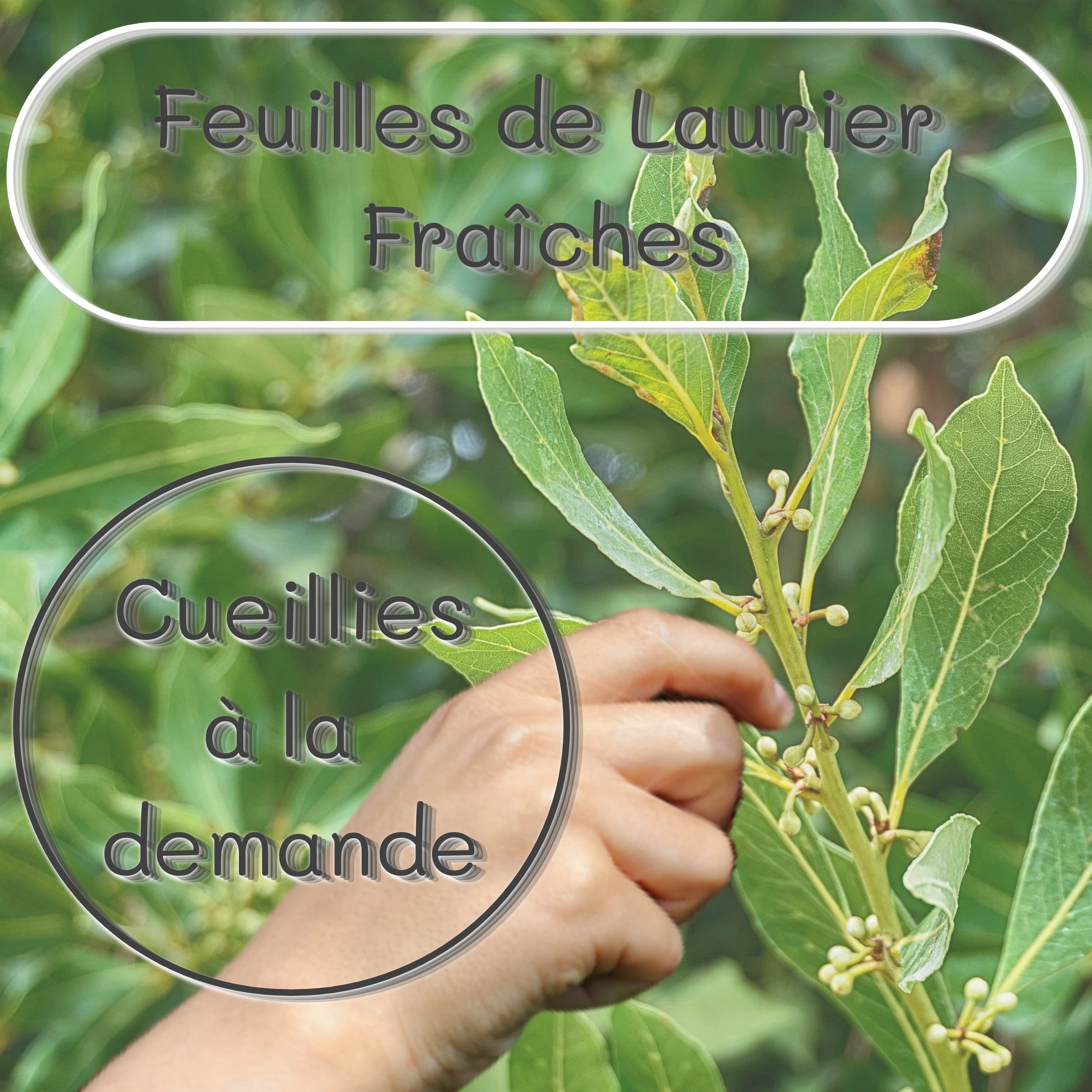 Feuilles de laurier FRAICHES entières, cueillies à la main à la commande