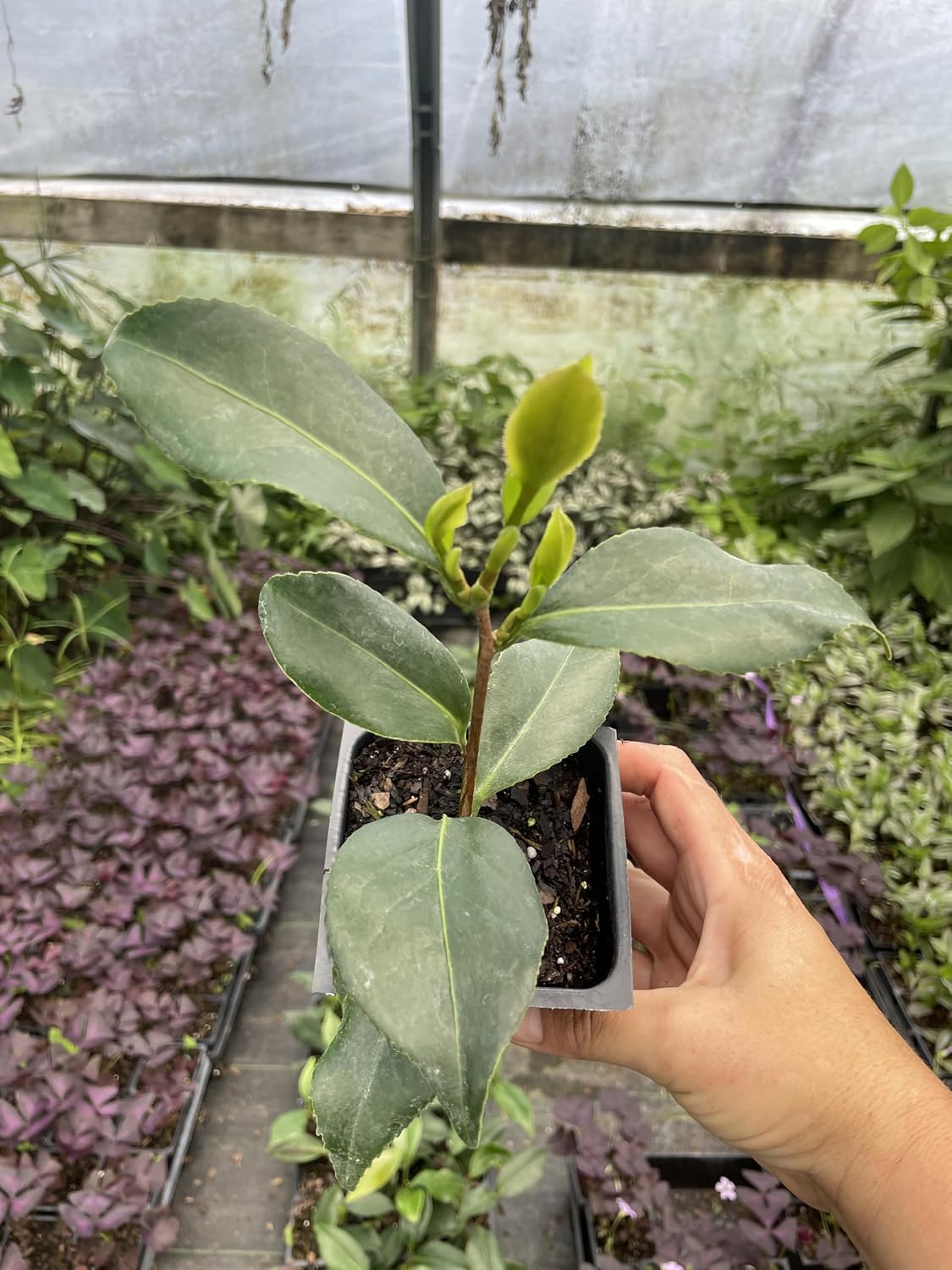 2 Autumn Rocket Camellia 3.5 inch Pot *Cold and Heat Sensitive* Mid Fall Blooming!