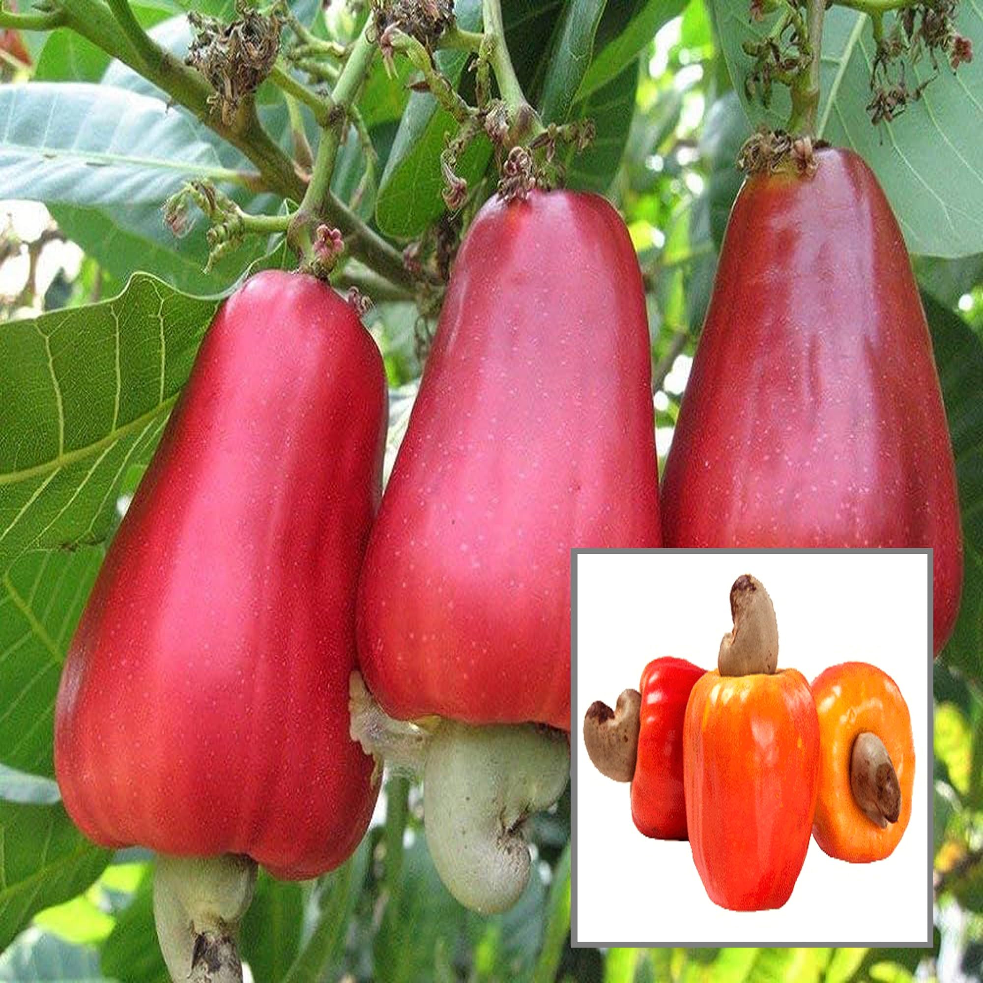 HAPING VRI 3 Kaju Cashew Nut Anacardium Fruit Live Plant (1.5-3 Feet Height) (B0CV4WS6ZS) Amazon Price History, Amazon Price Tracker