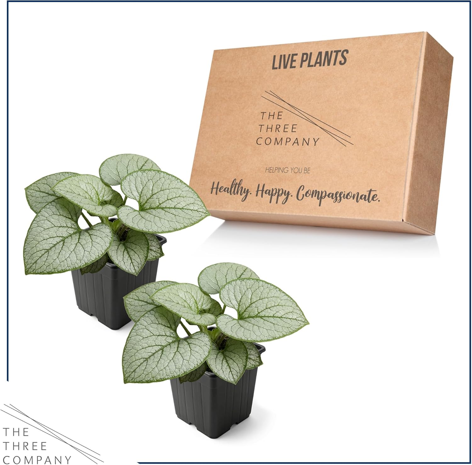 Live Brunnera 2-Pack – Silver Heart – Shade Perennial with Variegated Leaves, Blue Spring Flowers, 10” Tall, 1 Qt Pot