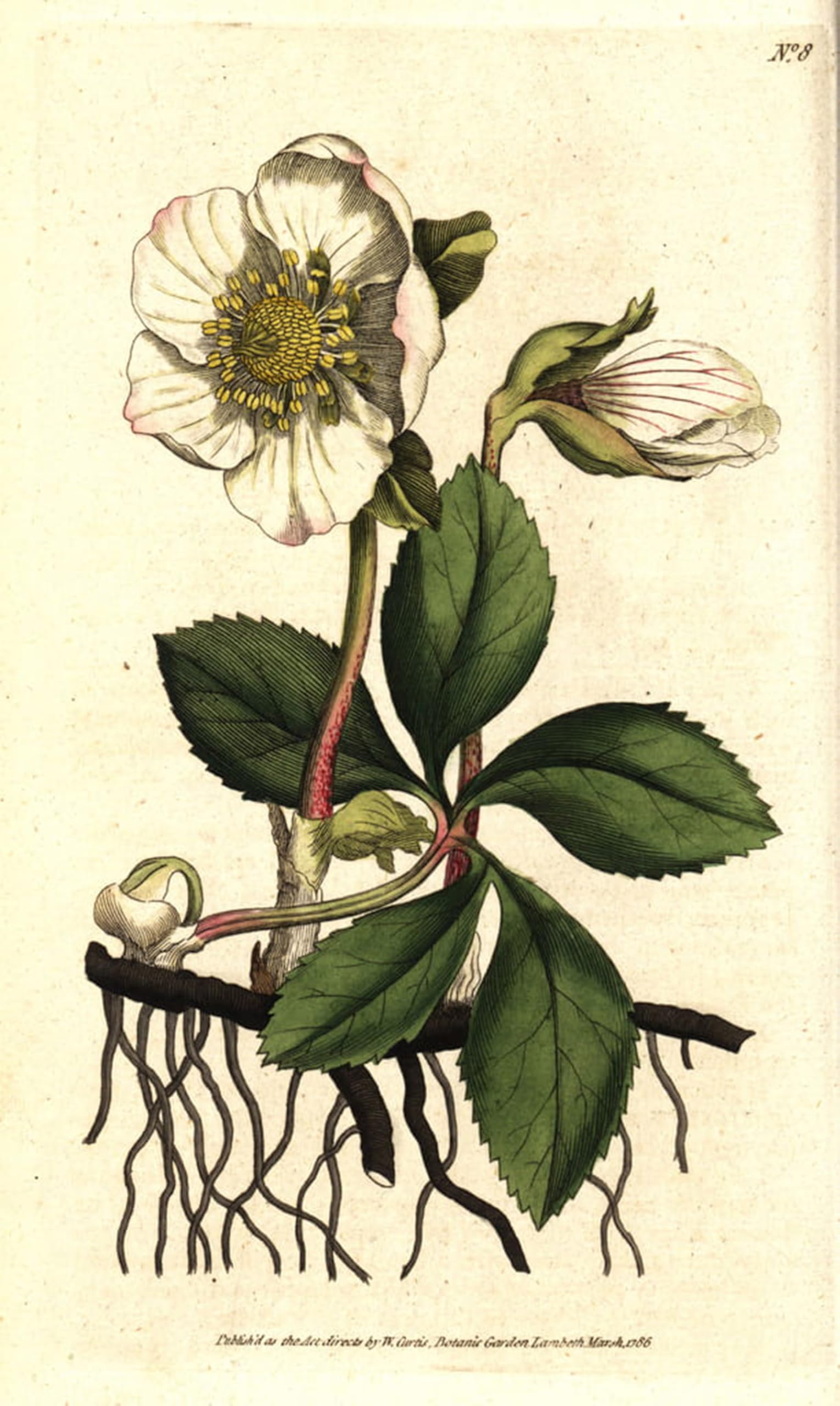 ARTXLXXBN Famous Print Painting Colorful Art Print Christmas Rose or Black Hellebore by Sydenham Teast Edwards Canvas Art Decorations for Home Decor 60x90cm