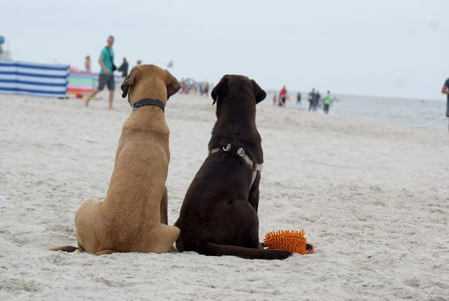 Foto 5 de 8 de Dingo Juguete Flotante con una Pelota con Olor de Vainilla y asa elástica, Hecho a Mano para el Juego