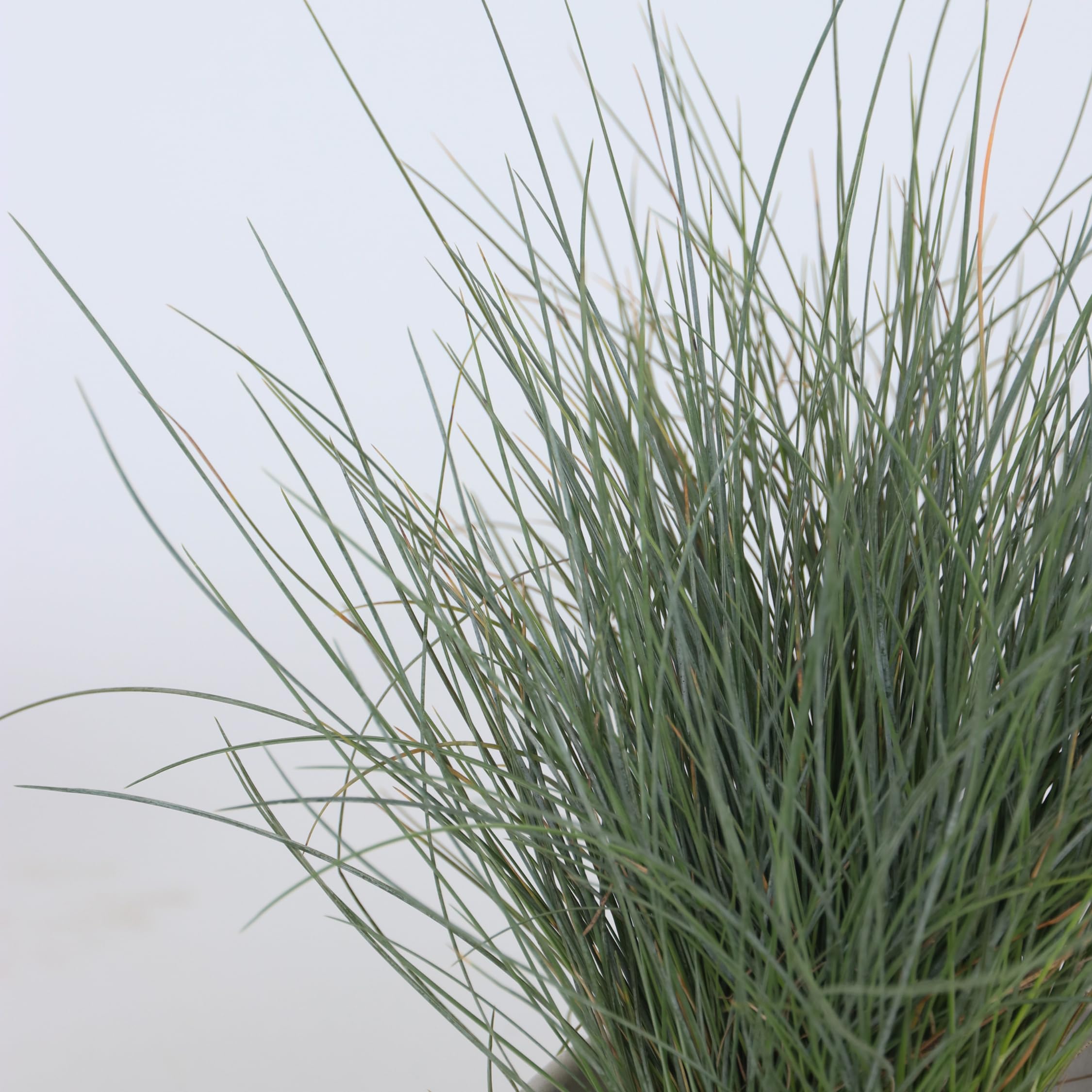 Plant in a Box - Paquete de 6 gramíneas ornamentales - Stipa, Festuca y Carex - Maceta 10,5 cm - Altura 15-25 cm