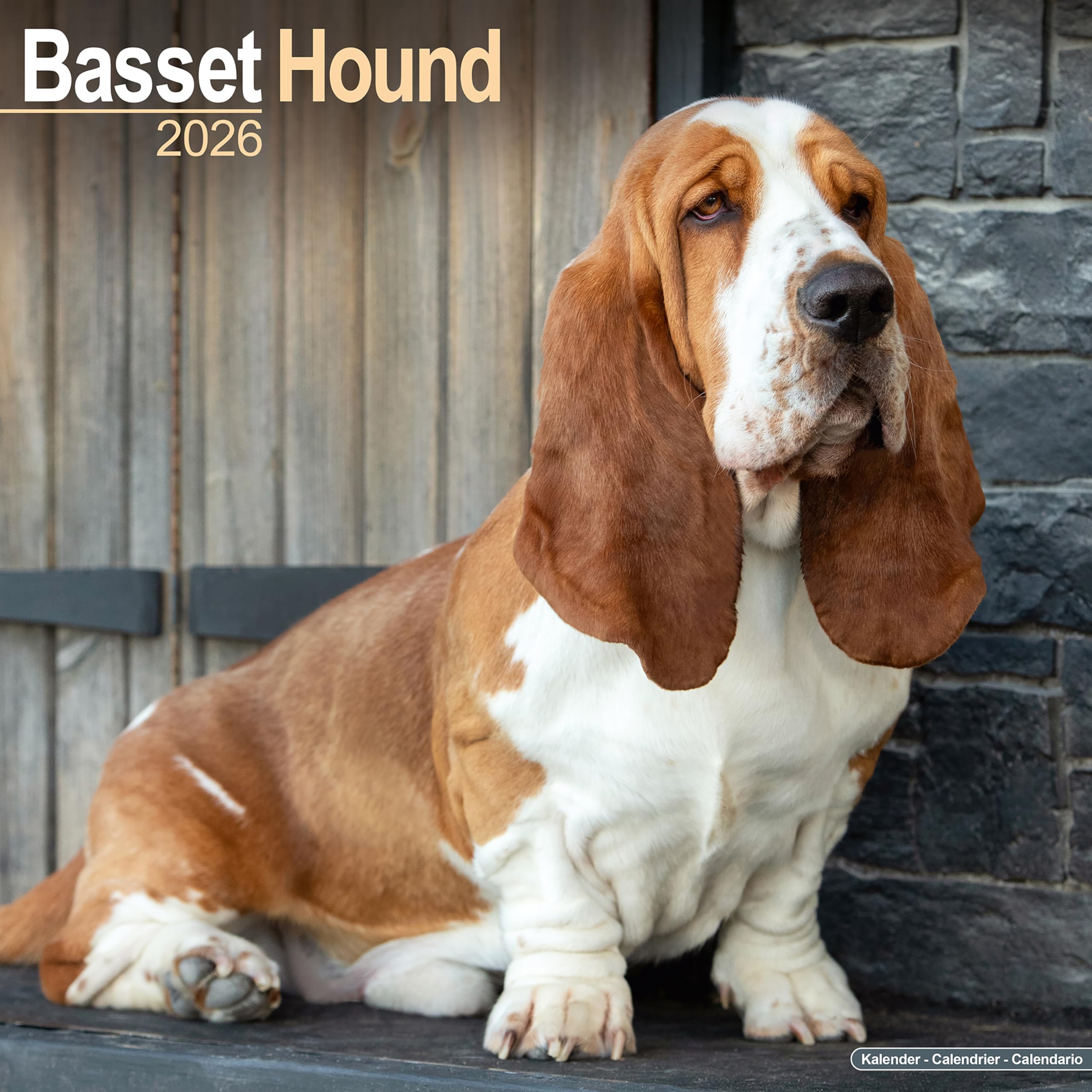 Basset Hound 2026 Calendar | Square Wall Calendar | Dog Breed Gift | Plastic Free Packaging | by Avonside Publishing
