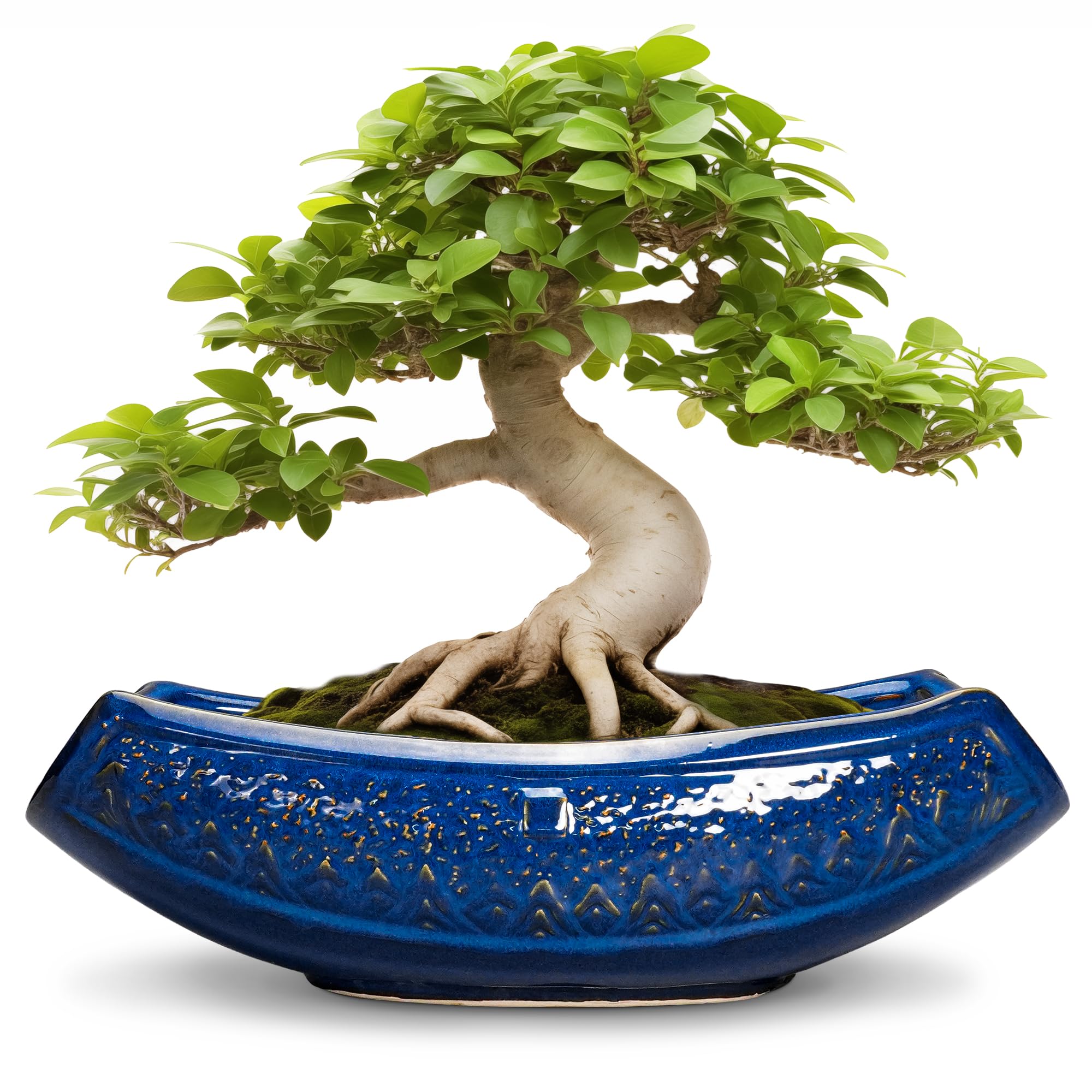 Teagas 18 Inch Large Ceramic Bonsai Succulent Pot