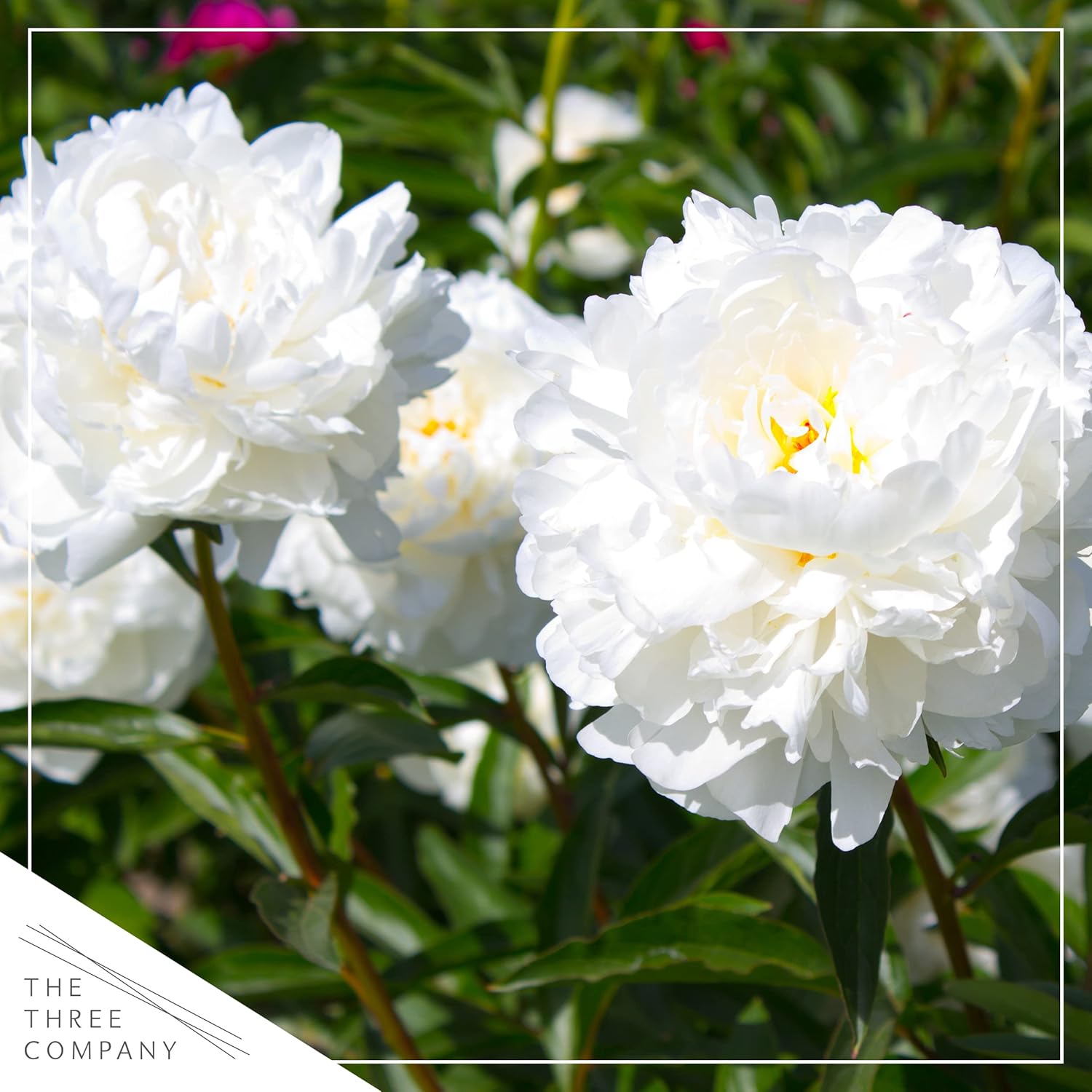 Live Flowering Perennial Peony - Couronne d'Or, Beautiful Vibrant Blooms, 18" Tall by 8" Wide in 3 Quart Pot