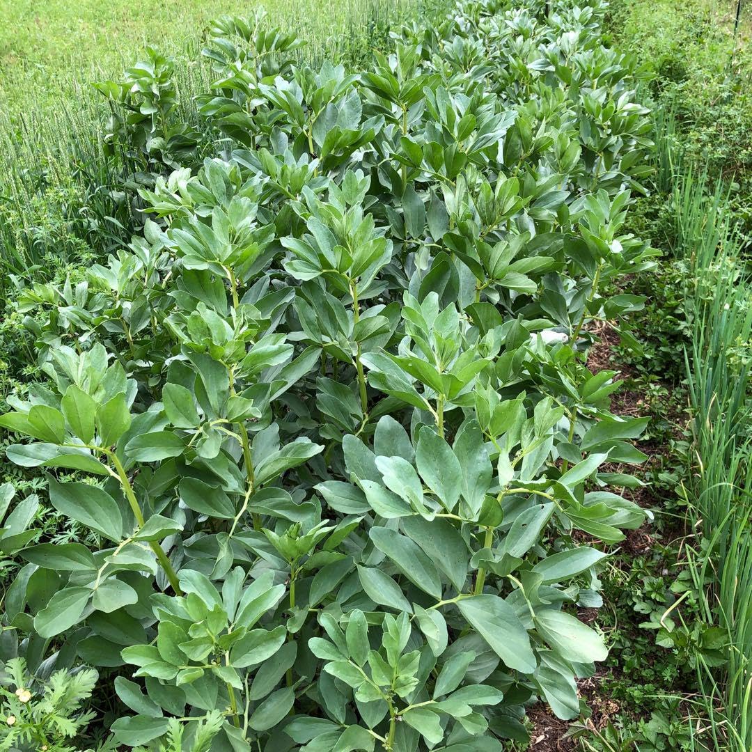 ミニ赤そら豆 ルッコラ のらぼう菜 ダイシモチ ミニ赤そら豆 ルッコラ のらぼう菜 ダイシモチ - メルカリ