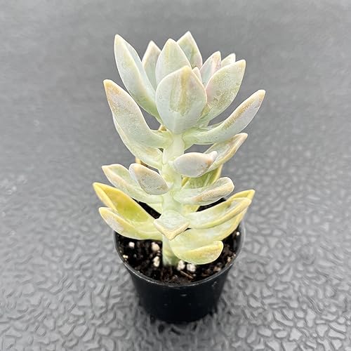 Miniatura 2 de Sprout N Green Planta fantasma  Graptopetalum Paraguayense, 1 planta suculenta viva totalmente arraigada en maceta de 2 pulgadas, planta de casa