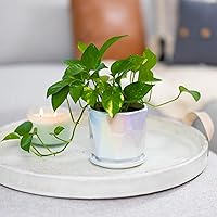 Vista 4 de Coco Andrea Macetas de cerámica para plantas de interior con drenaje y platillos, macetas blancas iridiscentes de 5 pulgadas para plantas