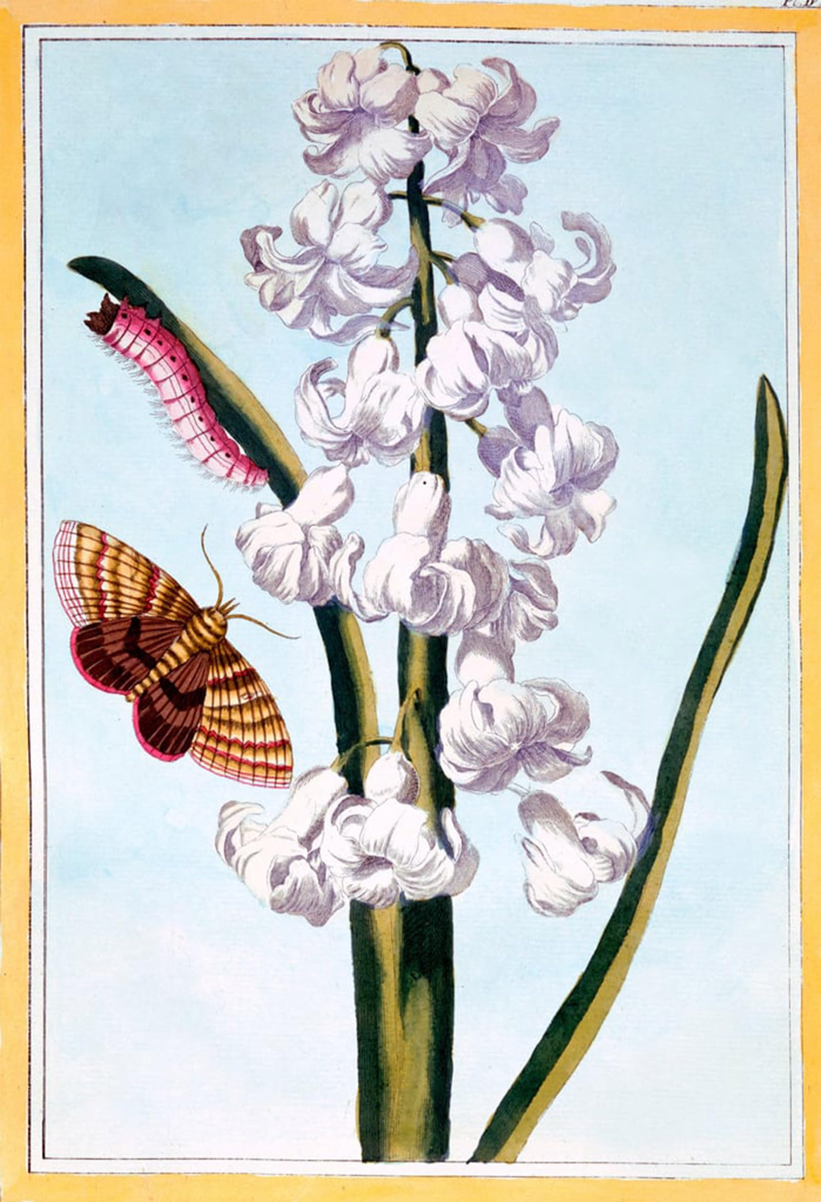 Artxlxxbn No Frame Famous Art Print Poster Vintage Wall Art Hyacinth By Pierre Buchoz Canvas Art Poster For Home Decor 60X90cm