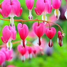 Bleeding Heart Dicentra Spectabilis - Real Outdoor Perennial - Heart-Shaped Pink Flowers - Shade-Loving Garden Plant - Hardy Flowering Plant for Borders and Containers 9 cm Pot, 10-20 cm