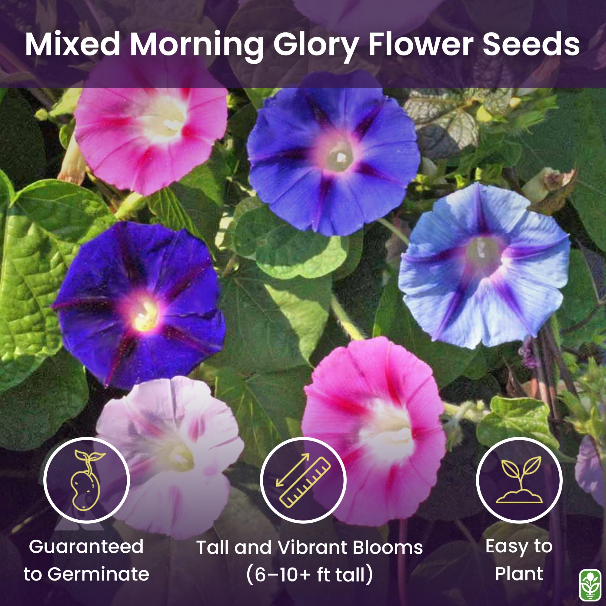 Amazon.com : Mixed Morning Glory Seeds for Planting – 200 Fresh