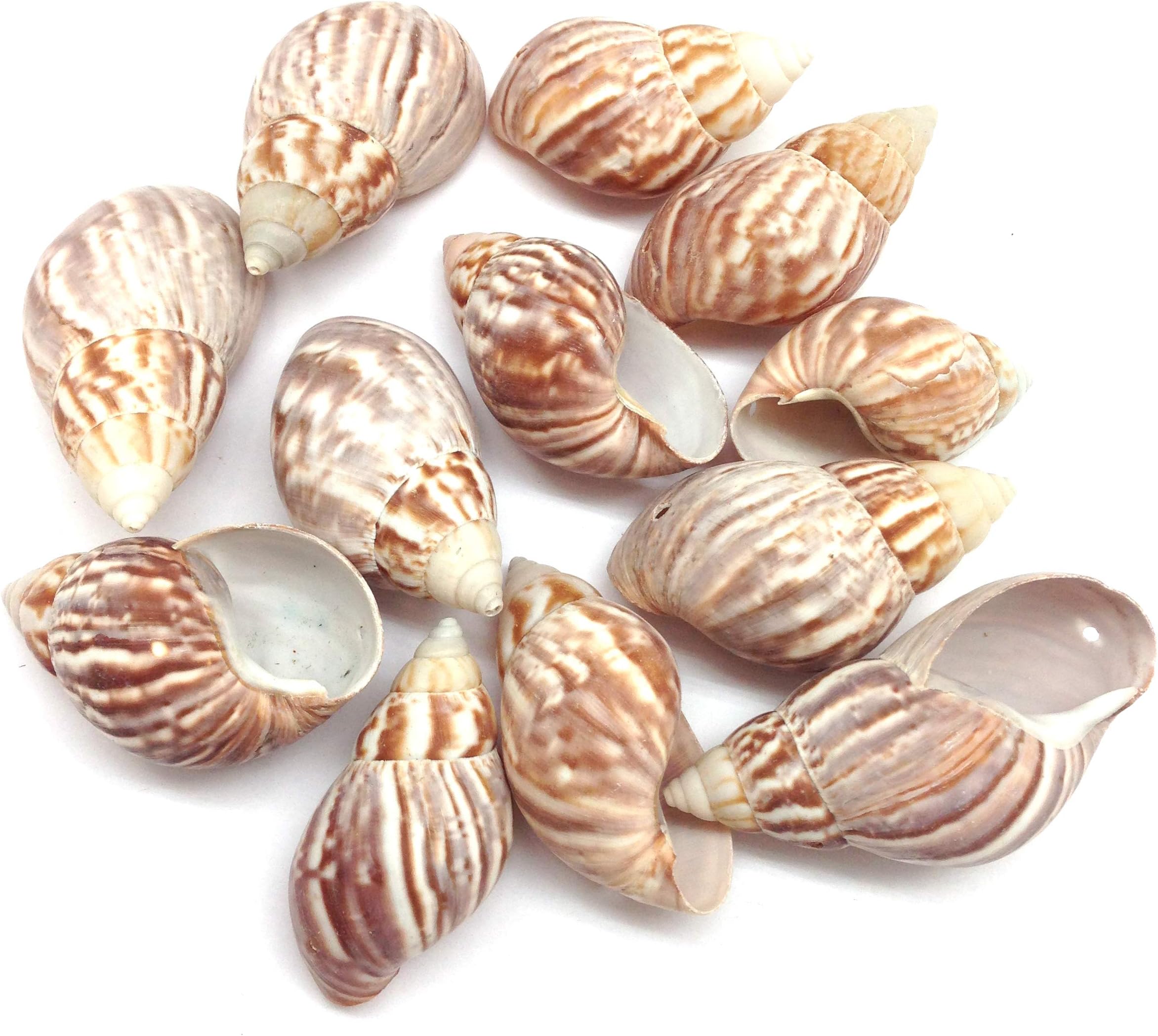 PEPPERLONELY 12PC Drilled Japanese Land Snail Sea Shells, 2 Inch ~ 3 Inch