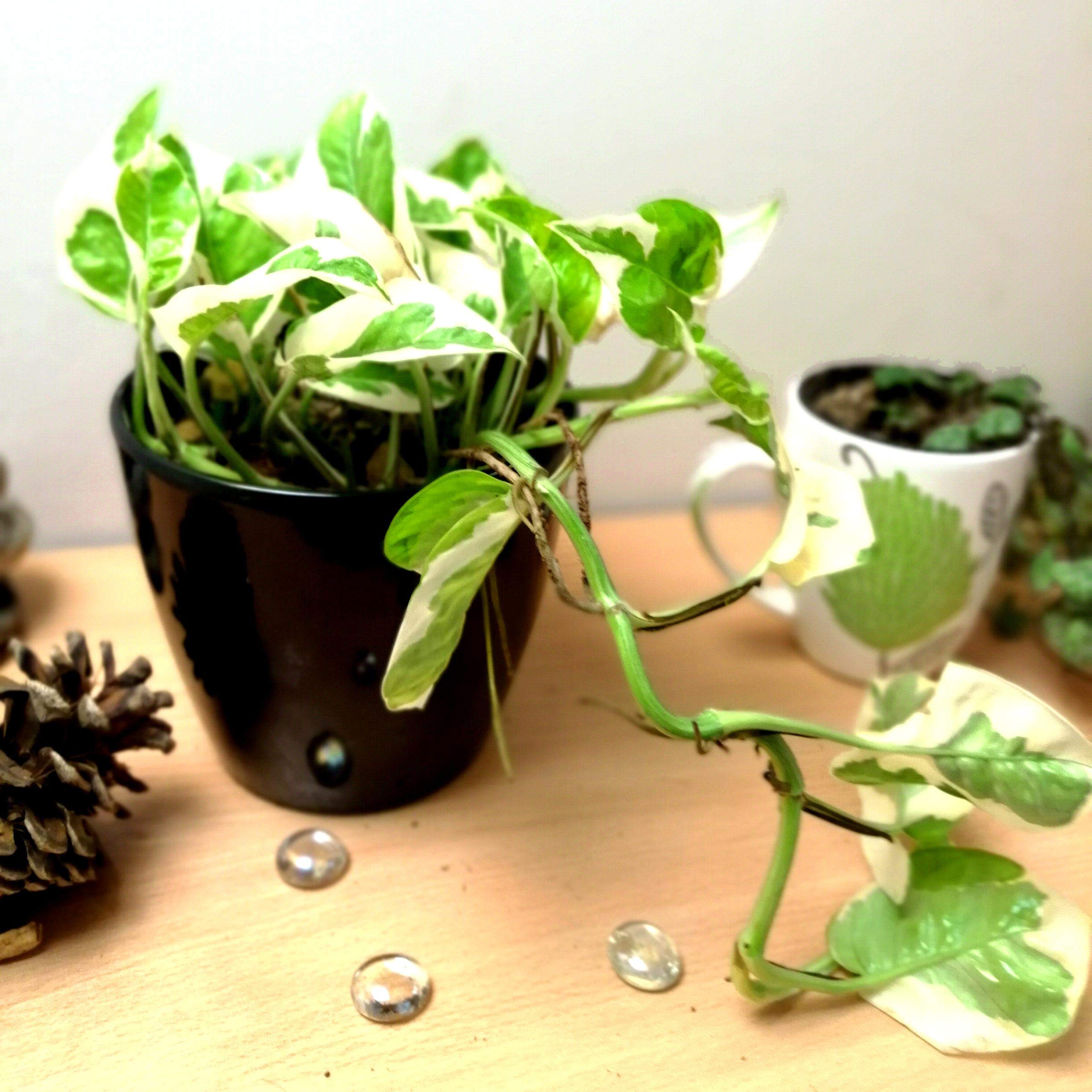 Easy Plants® Devil's Ivy Golden Pothos Ivy Arum House Plants in Ceramic Black Tall Tubus Pot & Autumn Gold Gravel Top Dressing