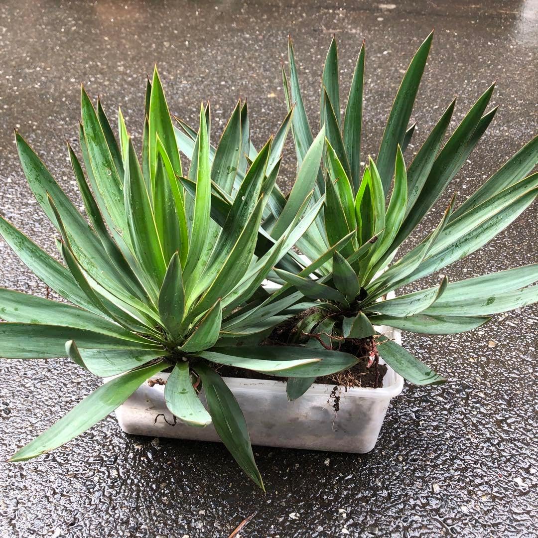 ユッカ グオサ キミガヨラン 2株セット 親木 子株沢山 ドライガーデン