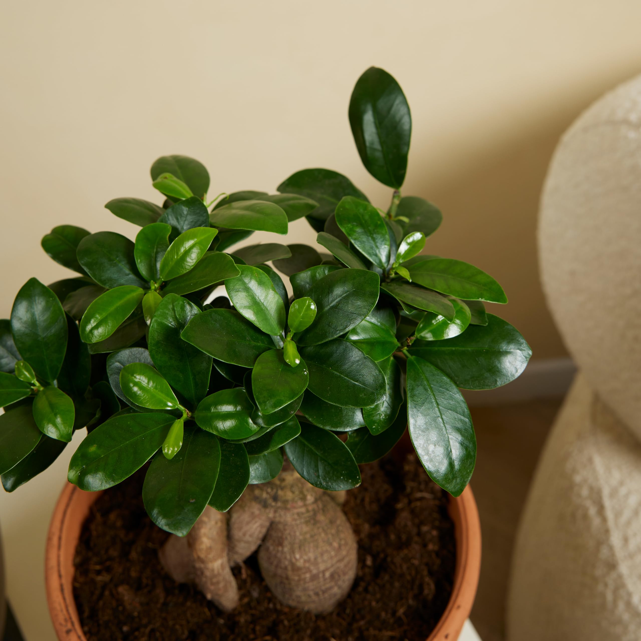 Bloomique - Set di 2 - Ficus ginseng - Bonsai - Pianta da interno - Purifica l’aria - Facile da curare - Alte 30-40 cm - Vaso 17 cm